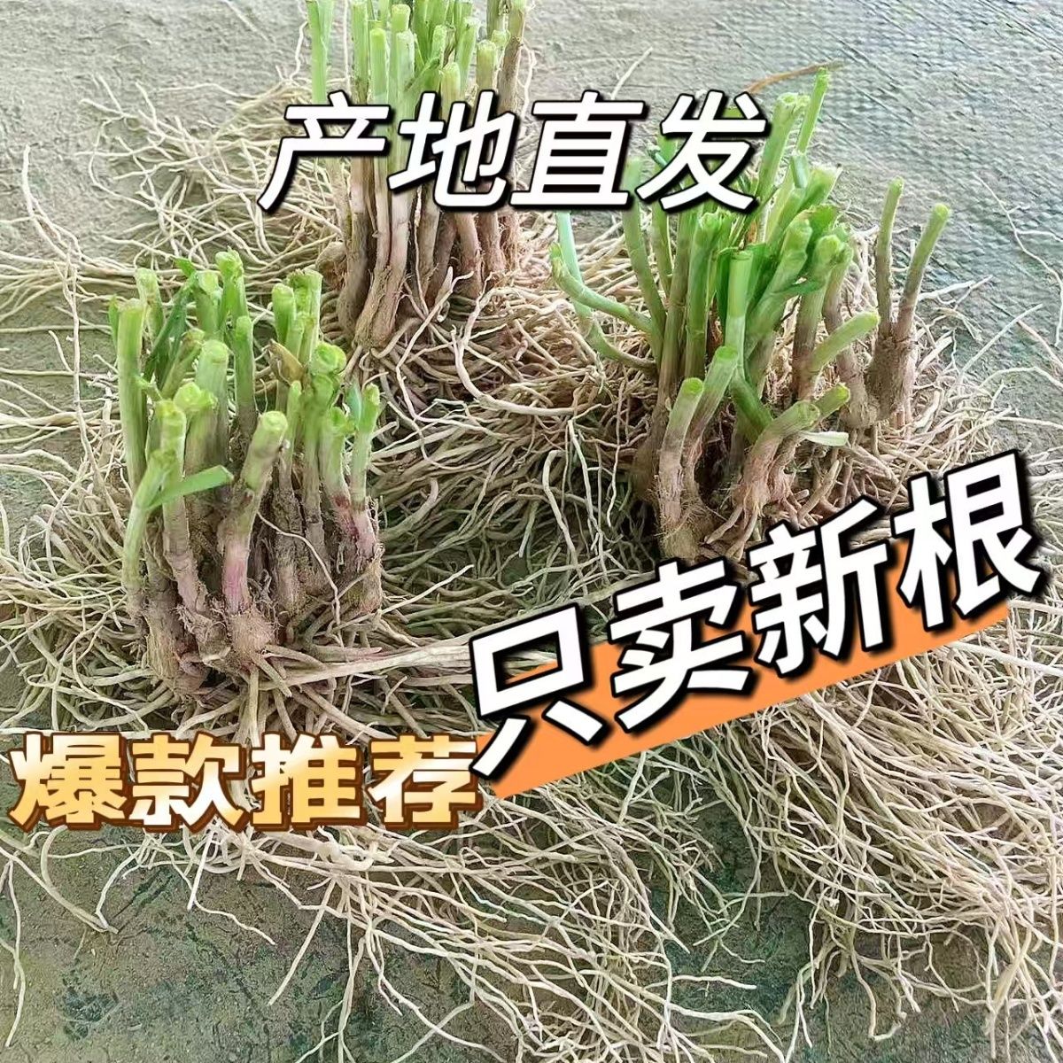 新韭菜根香韭菜根小叶韭菜根大叶韭菜根四季可栽好养活的庭院绿植