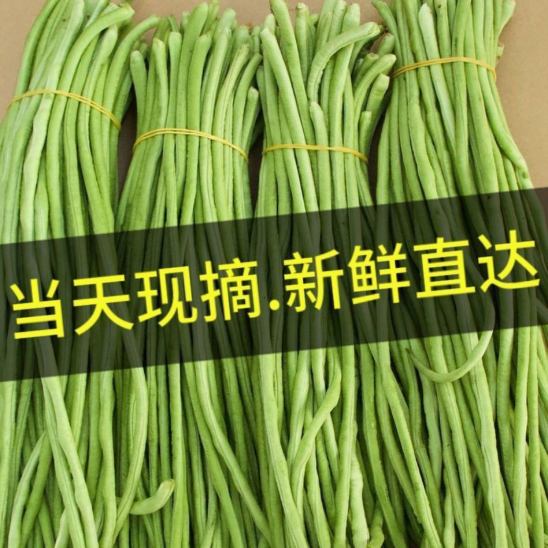 云南新鲜采摘长豆角新鲜现摘现发农家露天采摘当季时令现发