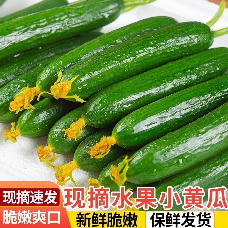 寿光现摘水果黄瓜脆嫩爽口小黄瓜生吃整箱蔬菜新鲜添加青瓜包邮