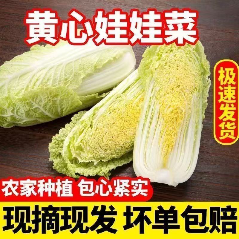 云南批发新鲜现发娃娃高原农家黄心蔬菜高山便宜