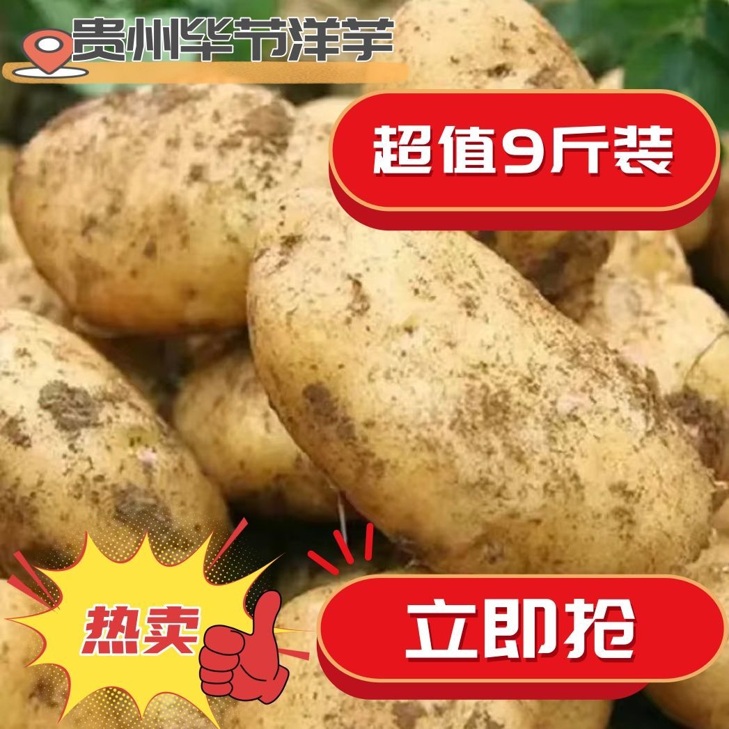 现挖贵州黄皮黄心土豆威宁洋芋粉糯马铃薯大个正宗蔬菜整箱批发