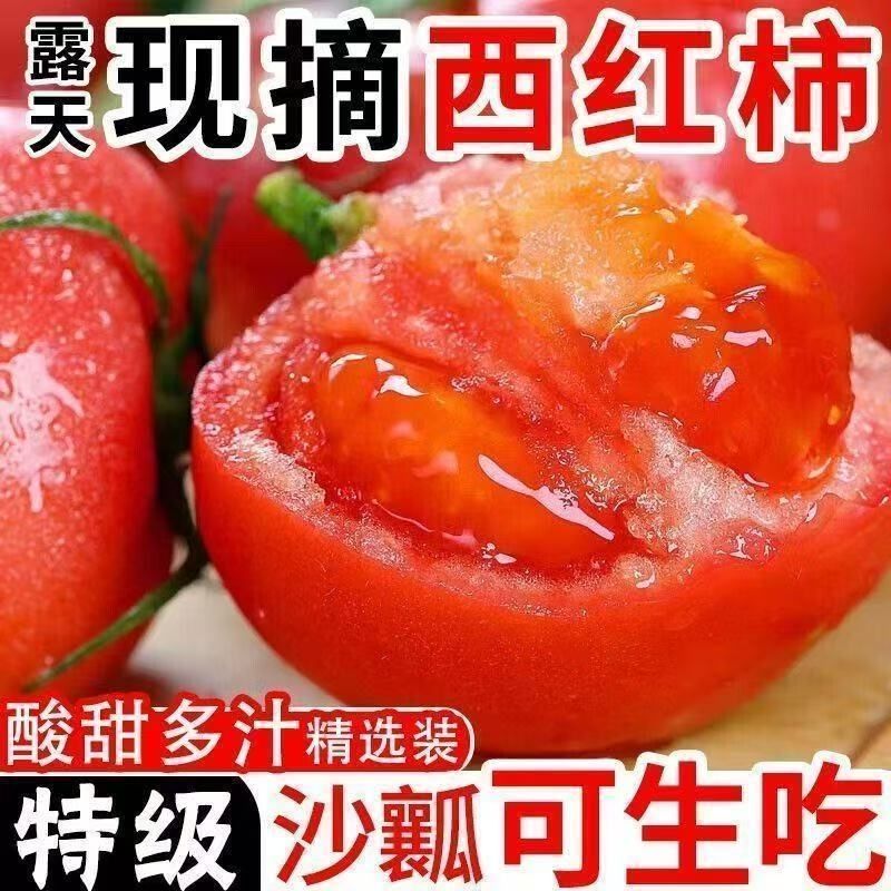 【彩箱发货】云南沙瓤番茄现摘西红柿生吃水果自然柿子新鲜蔬菜