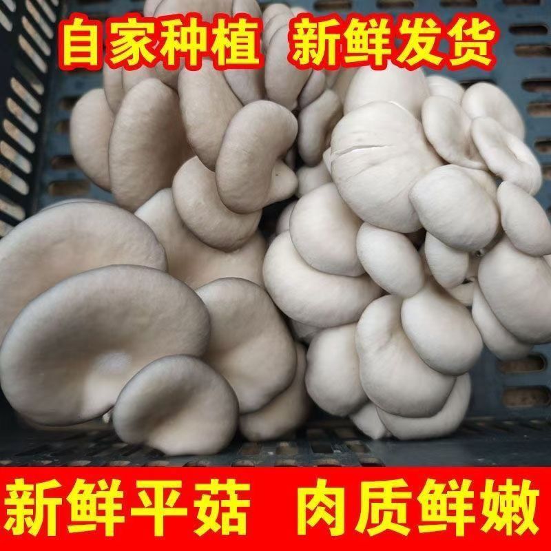 一整箱平菇新鲜便宜蔬菜抢购时令现摘现发新鲜蘑菇买菜食用菌