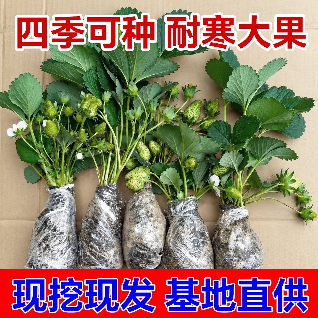 四季奶油草莓苗盆栽南方北方阳台水果庭院种植果树苗草莓大果超大