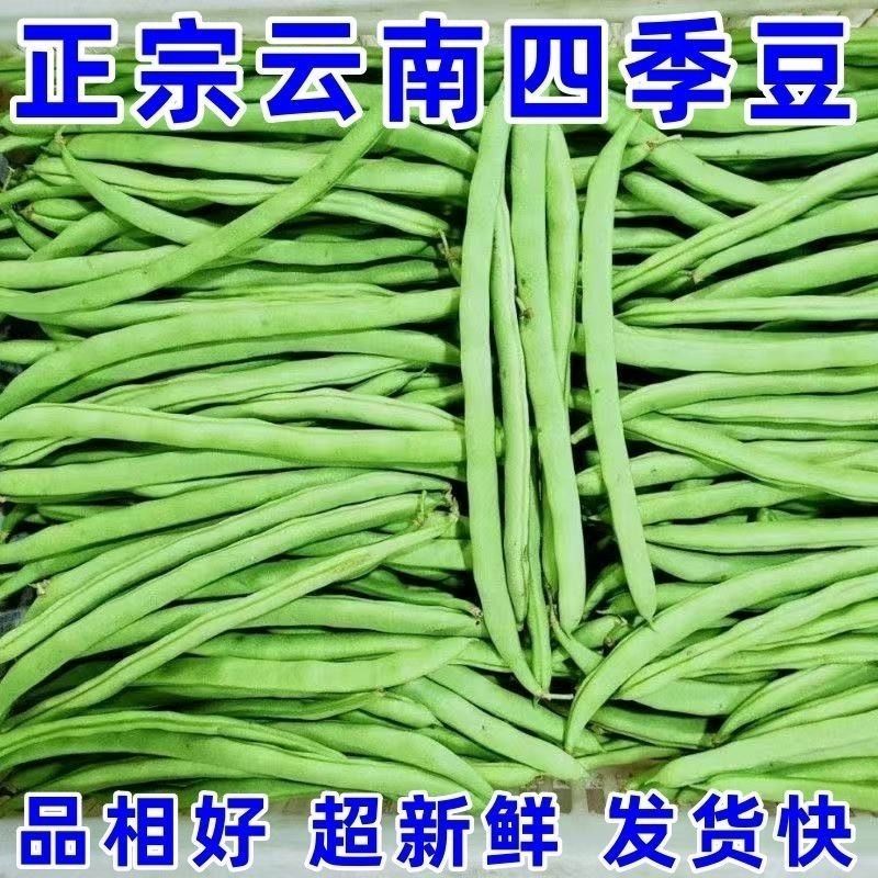 云南高山直条四季豆小金新鲜蔬菜筋豆现摘豆角整箱扁豆芸豆批发