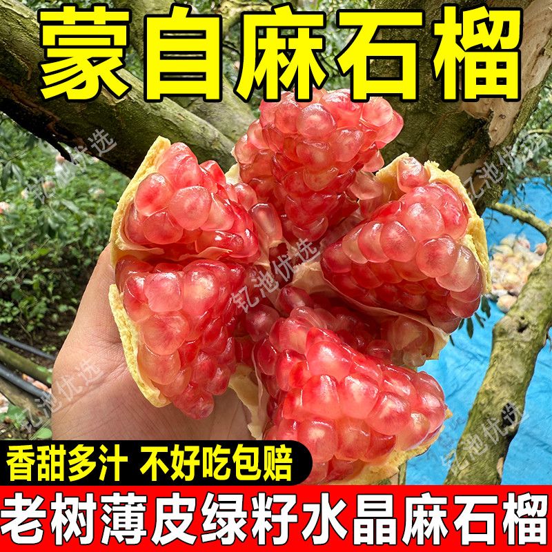 【蒙自甜石榴】云南红河蒙自正宗薄皮老树石榴薄皮绿籽水晶麻石榴