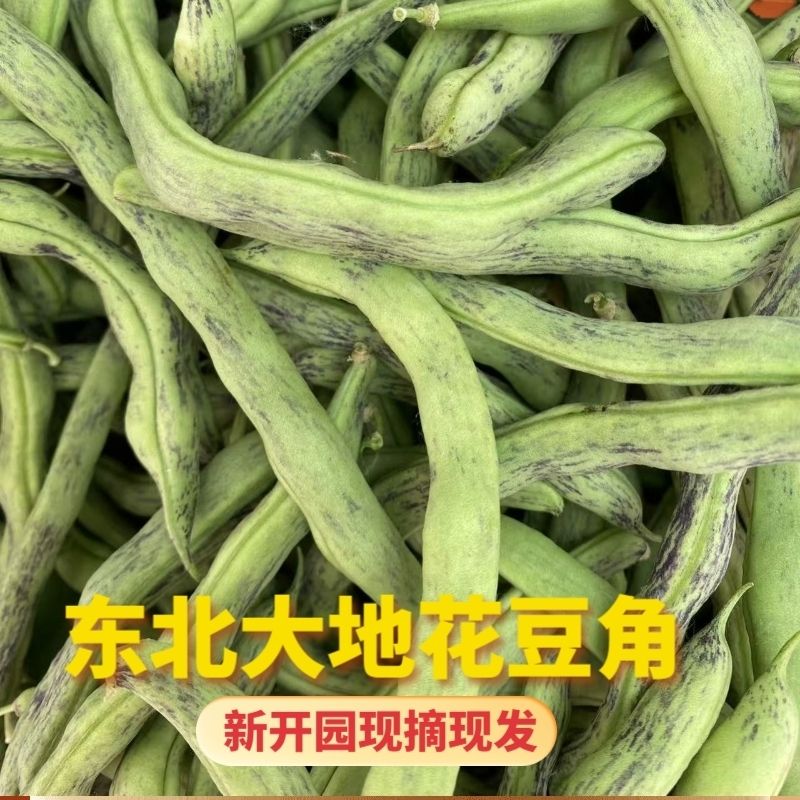 新鲜豆角东北特产辽宁紫花纹东北花皮子花皮芸豆当季现摘当天包邮