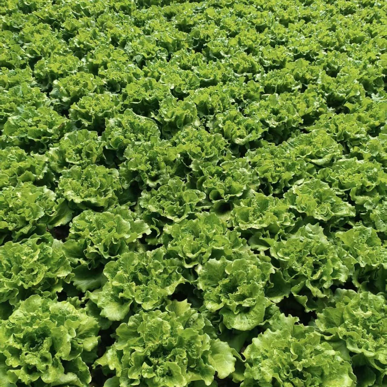 云南生菜生菜沙拉蔬菜生吃现摘发生火锅刷菜便宜烤肉新鲜应季蔬菜
