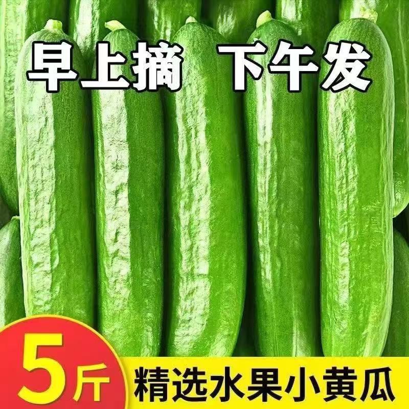 山东寿光新鲜四季水果黄瓜孕妇可吃  脆嫩爽口