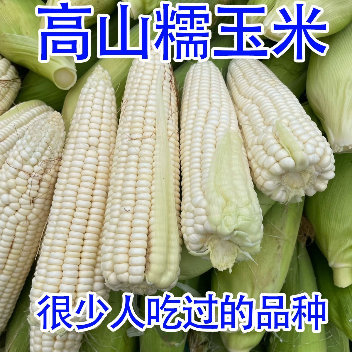 新鲜现摘带皮白糯玉米整箱当季带壳棒子非转基因减脂露天种植非粘