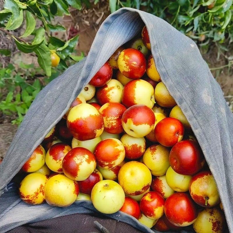 正宗沾化冬枣现摘产地批发应季水果特产新鲜,带箱5斤,净重4.5斤