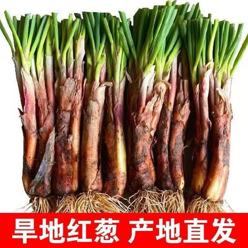 晋北红皮葱正宗农家红葱老葱炖肉炒菜炖汤批发炝油旱地红葱批发