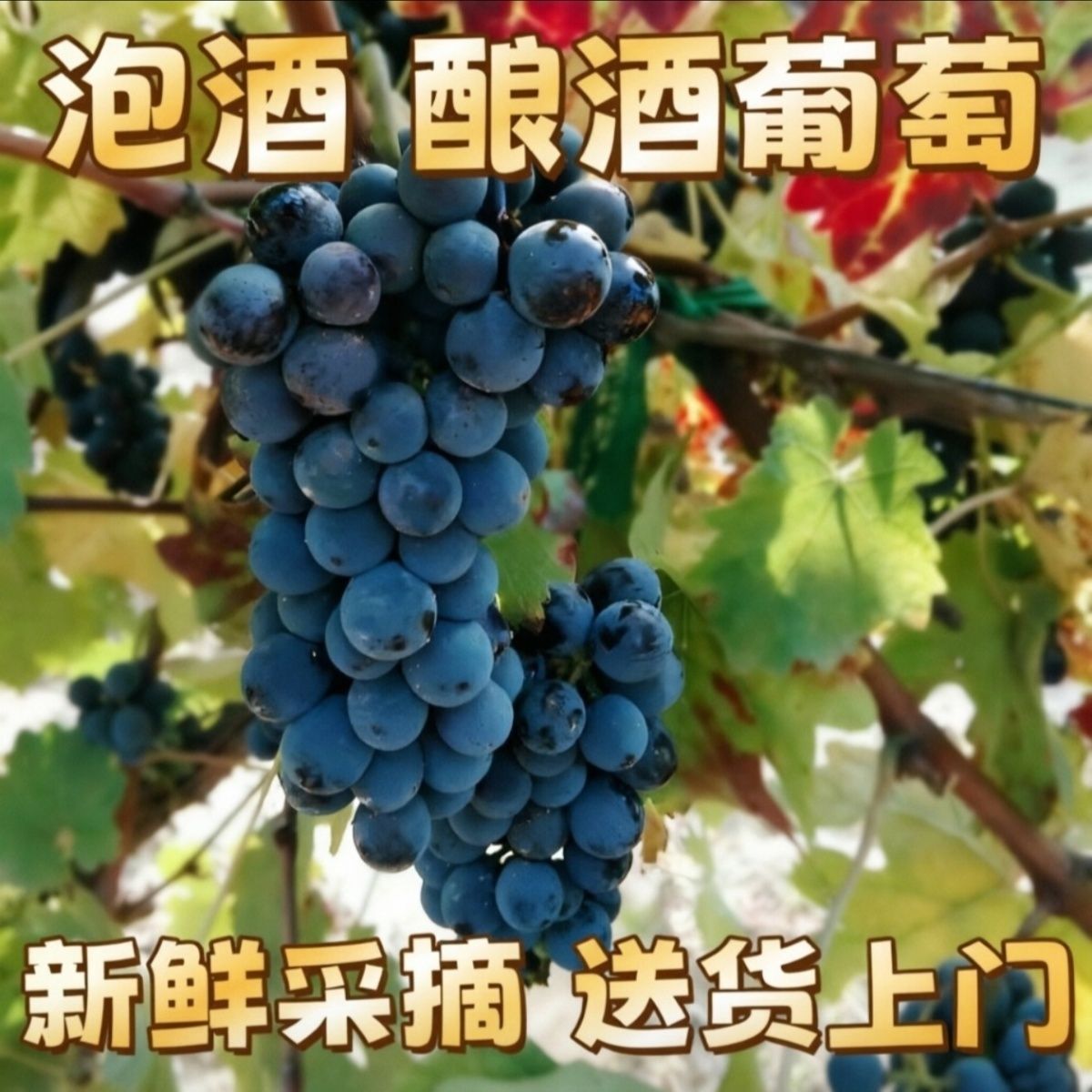 【顺丰包邮】酿酒葡萄专用批发新鲜赤霞珠酿酒葡萄山葡萄泡酒葡萄