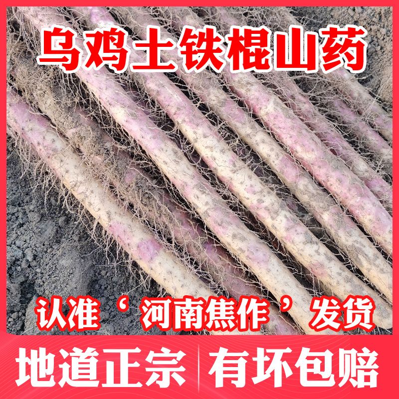 新鲜5斤正宗河南焦作温县铁棍山药红皮乌鸡土怀山铁杆淮山3斤