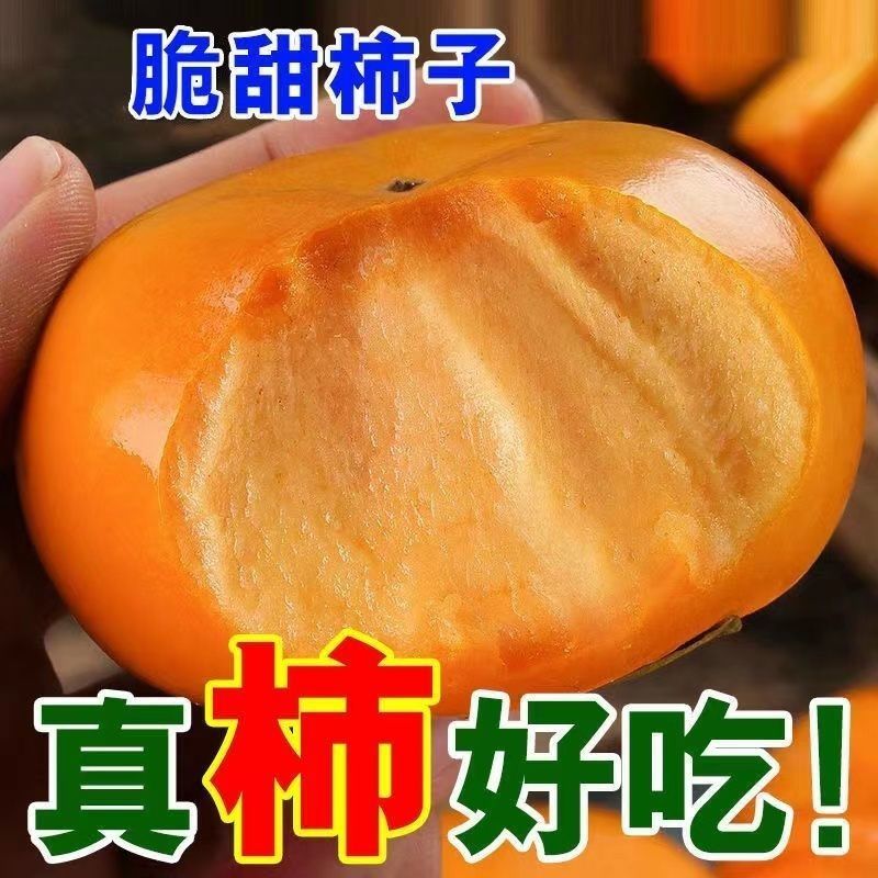 【现摘现发】甜脆柿子应当季新鲜水果广西恭城月柿非阳丰脆甜柿子
