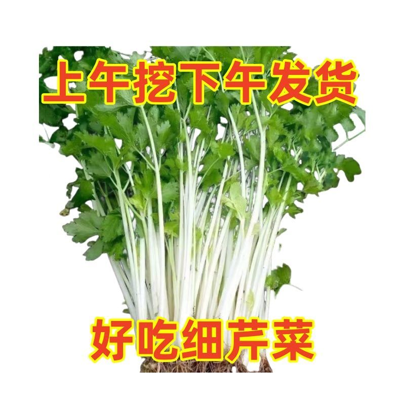 新鲜农户种植白芹菜新鲜农家自种时令蔬菜现挖土芹香芹白干小芹菜