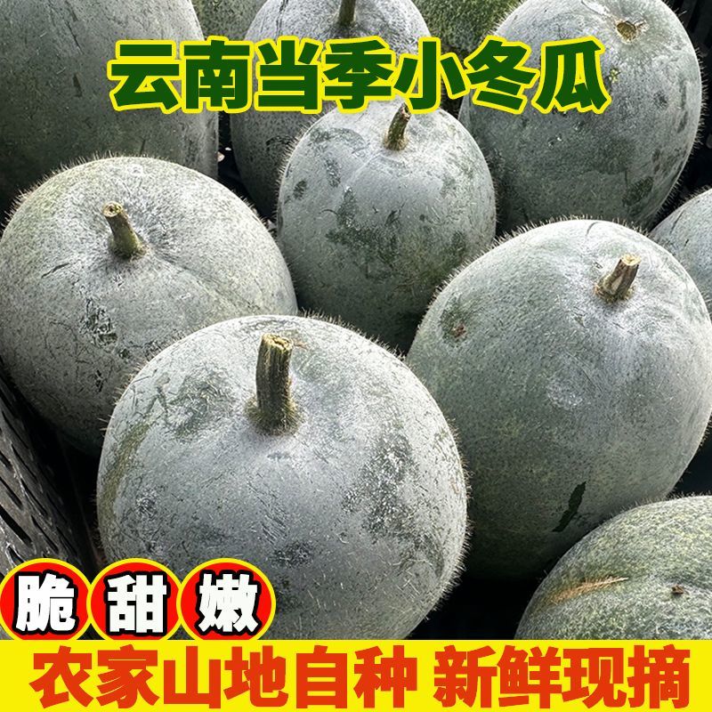云南小个袖珍冬瓜正宗迷你小冬瓜新鲜蔬菜挂霜绿色毛小冬瓜包邮