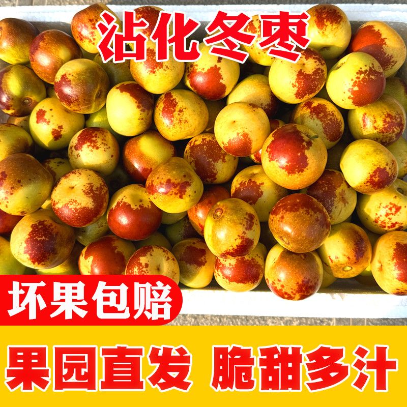【彩箱】现摘脆甜沾化冬枣大果枣子新鲜水果礼盒品质净重2/4斤