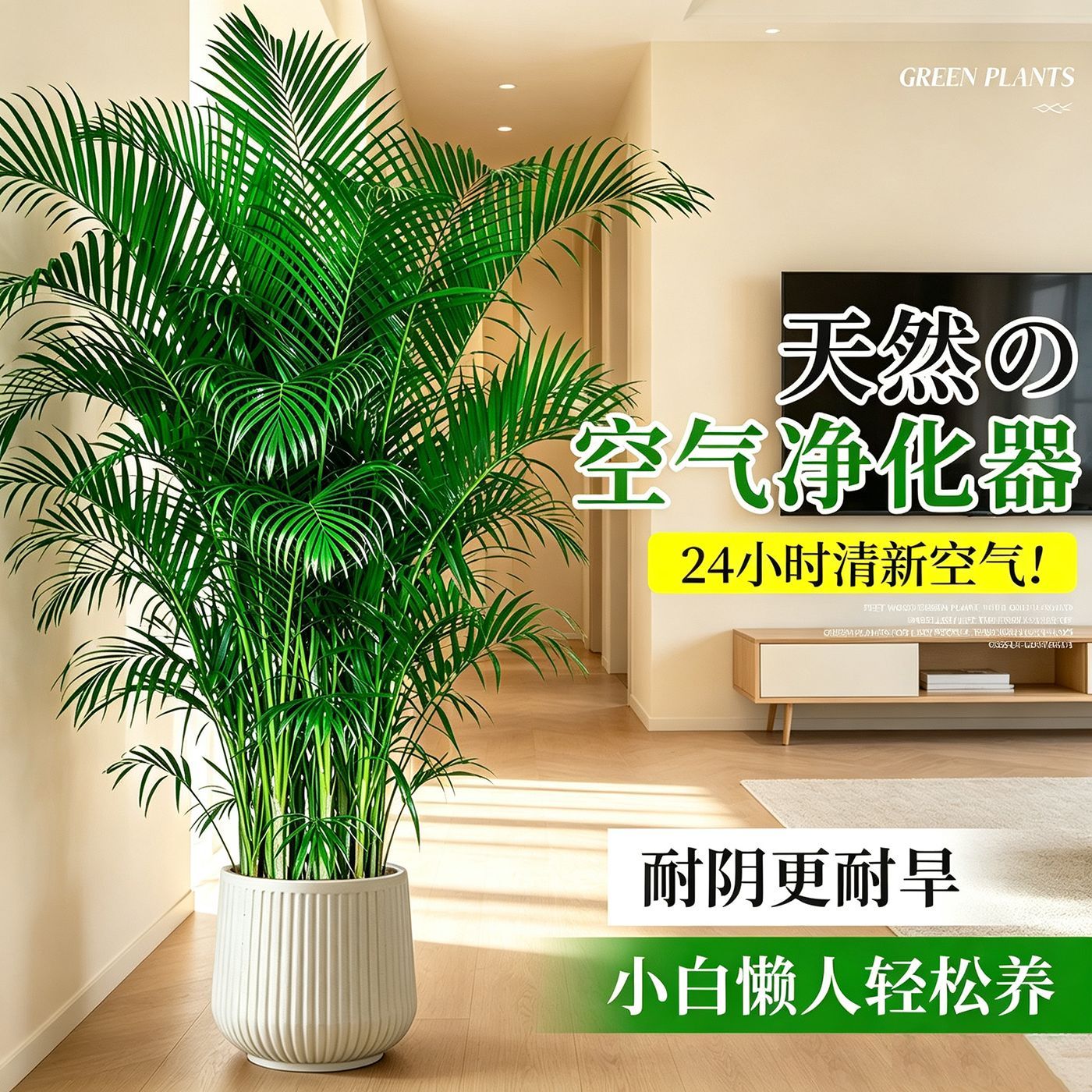 正宗富贵椰子树客厅大绿植绿植好养散尾葵办公室盆栽凤尾竹耐阴