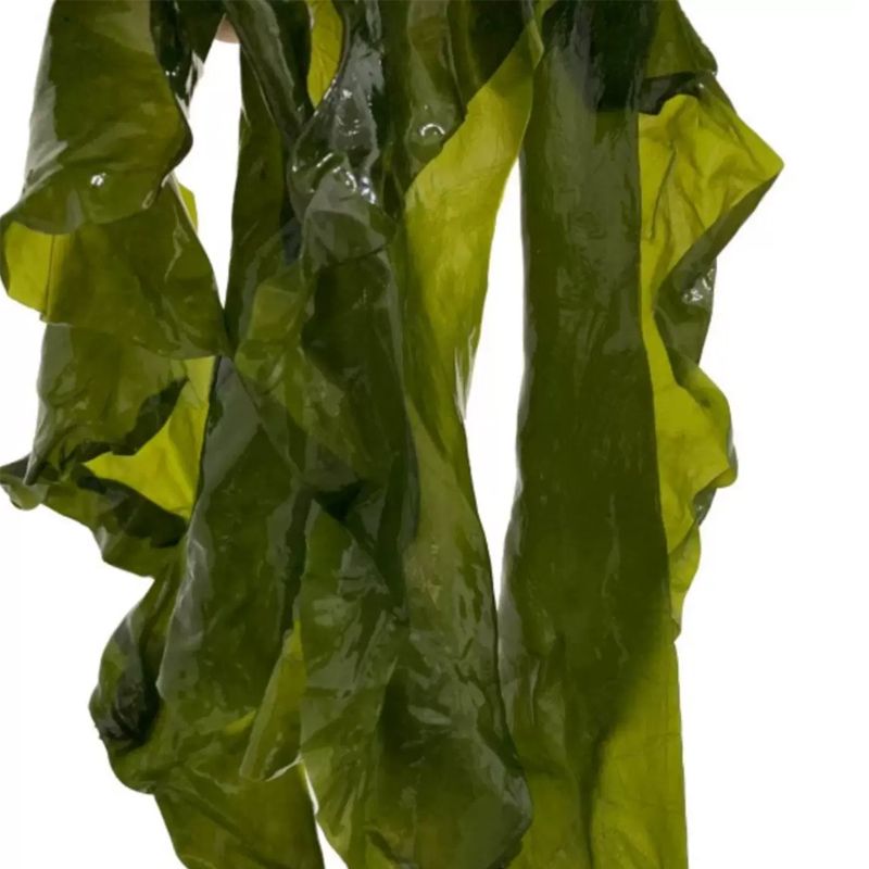 5斤海带边新鲜盐渍海带水菜凉拌菜海带丝火锅海藻海带片带箱5斤
