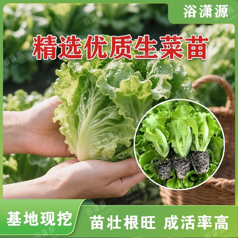 意大利菜苗生菜秧苗四季盆栽室外移栽种植绿色蔬菜苗带土发货耐寒