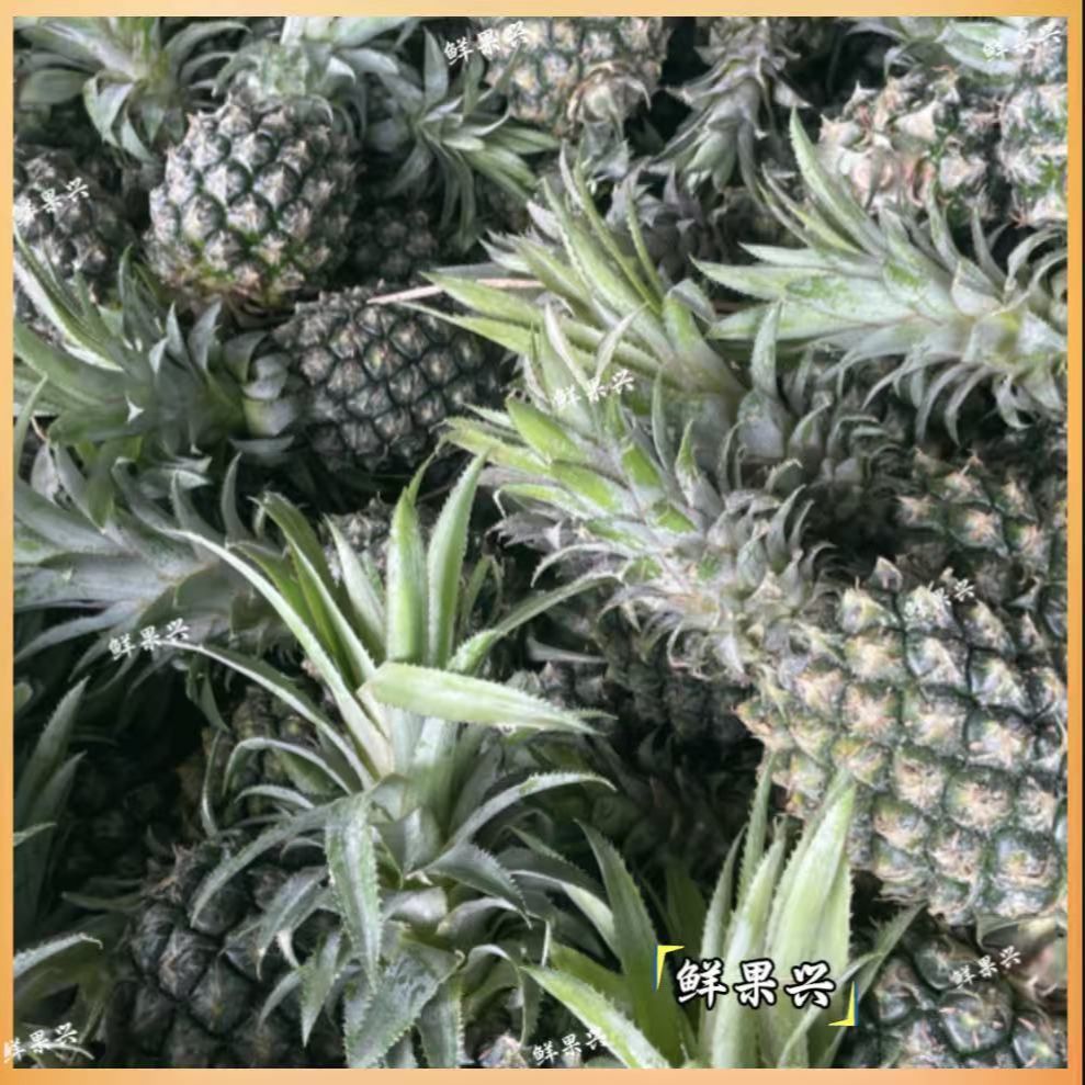 香水菠萝徐闻菠萝新鲜菠萝中大果可食用青皮菠萝生菠萝泡酒除甲醛