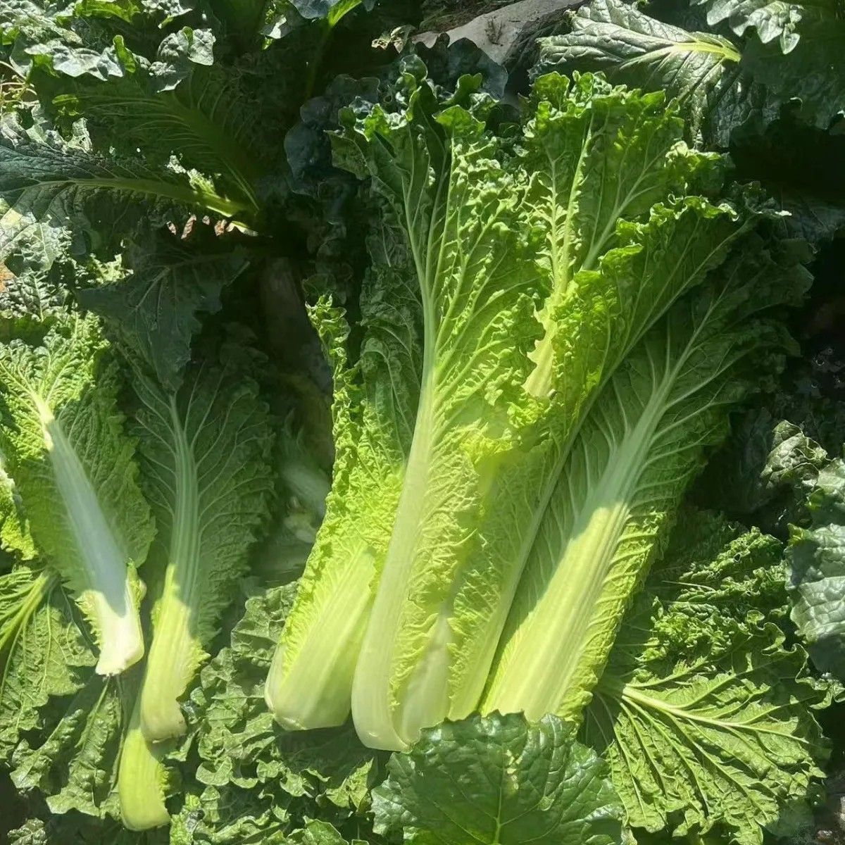 贵州威宁高山青口白菜当季新鲜时令蔬菜农家菜青菜
