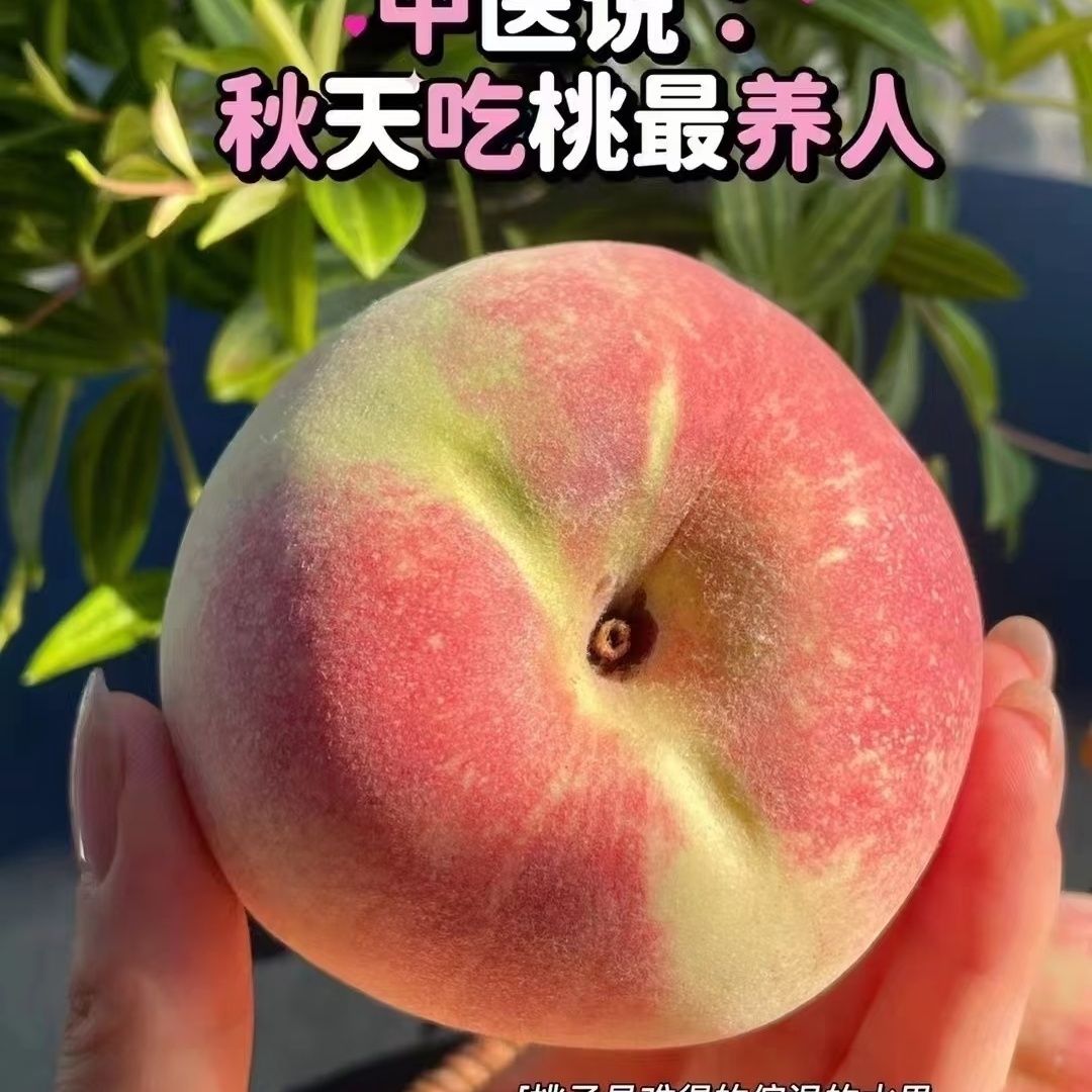【正宗沂蒙山秋桃】正宗当季脆桃水蜜桃青皮应季水果脆桃硬桃