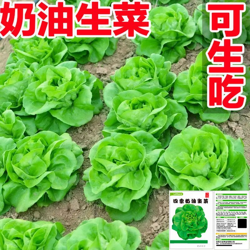 四季奶油生菜种子籽阳台四季播蔬菜种子沙拉菜可生吃生菜庭院秋播