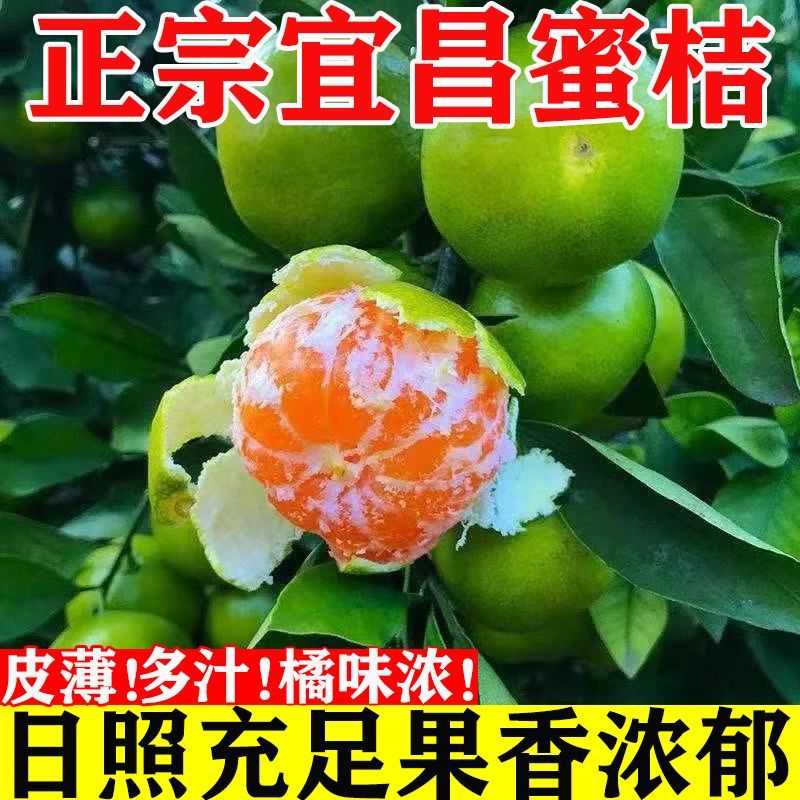 橘子新鲜桔子水果青桔孕妇水果柑橘蜜橘蜜桔蜜桔青皮蜜桔青皮橘子