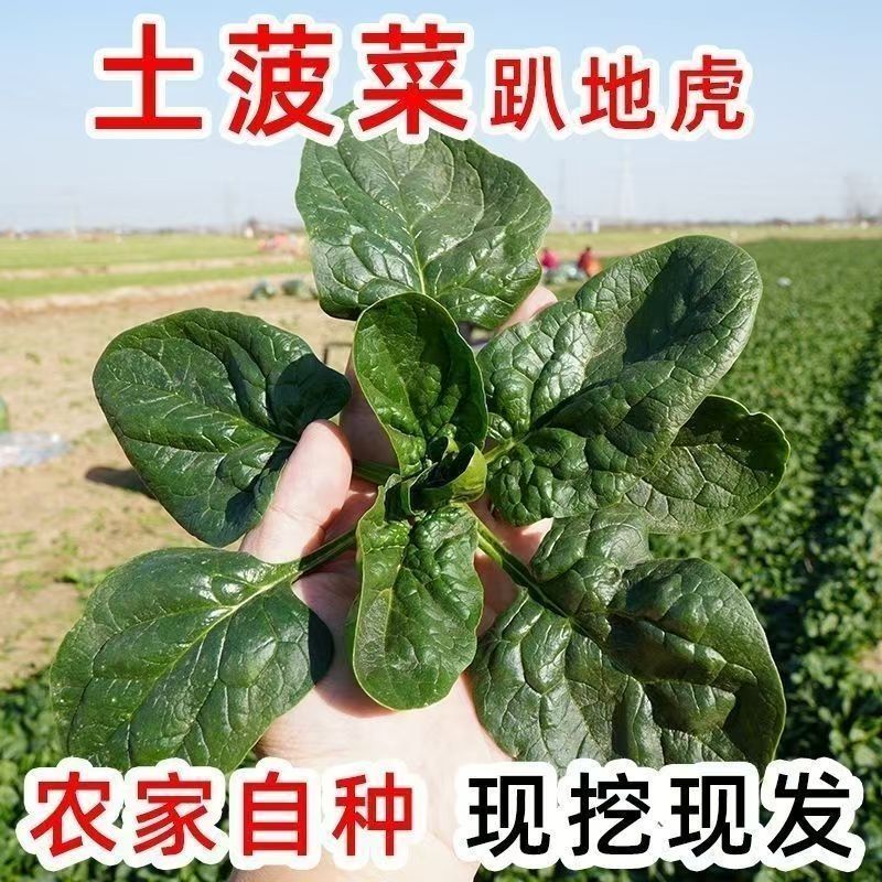 京东顺丰趴地小菠菜 秋冬霜打菠菜农家自种露天菠菜现挖现发