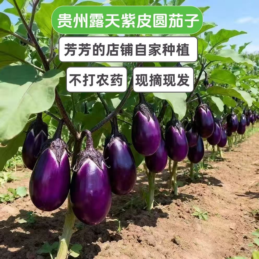 紫皮圆茄贵州椭圆茄子农家薄皮露天当季自种现摘现发新鲜蔬菜