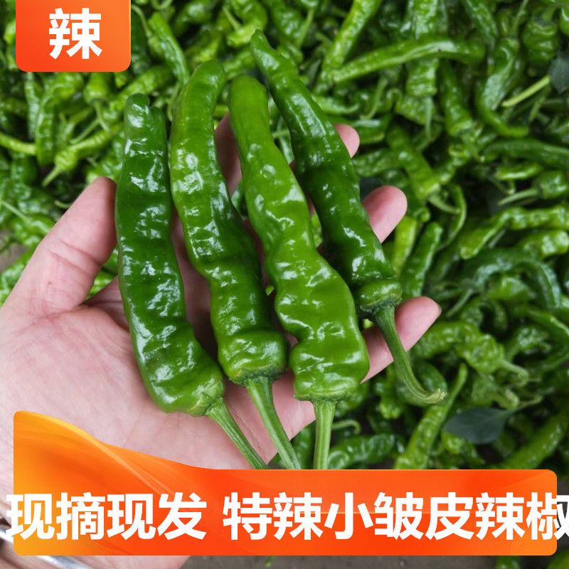 特辣辣椒新鲜青辣辣小皱皮辣椒批发现摘薄皮青椒新鲜蔬菜农家自种