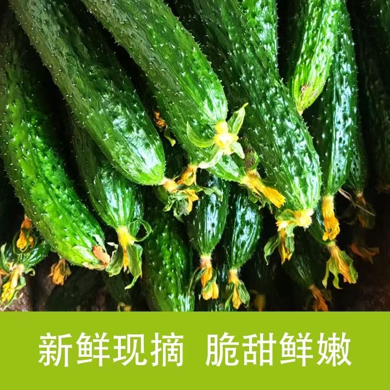 产自于云南新鲜绿心刺黄瓜清晨采摘新鲜到家口感清脆微甜