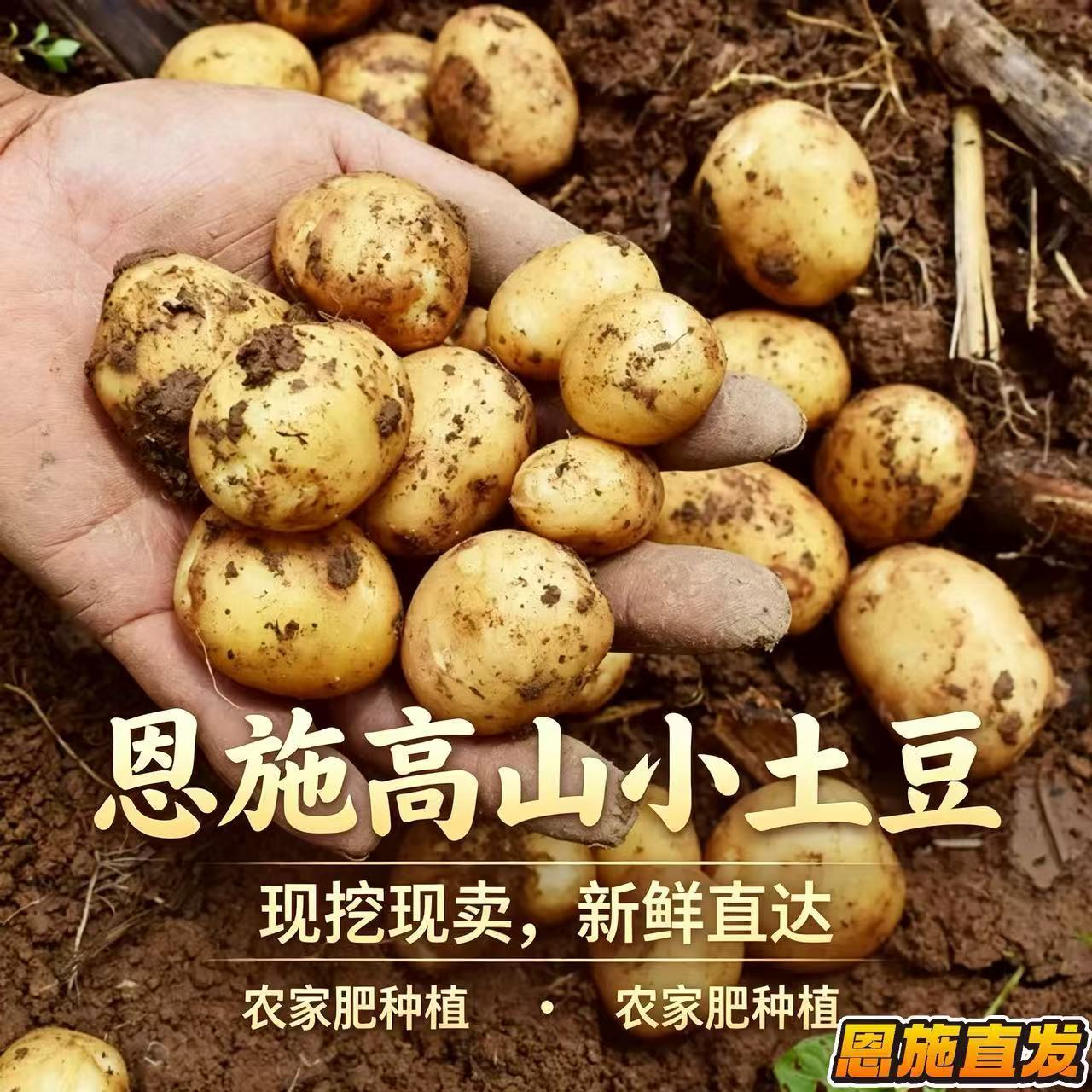 正宗恩施高山小土豆新鲜现挖迷你超小个粉糯黄心农家自种产地直发