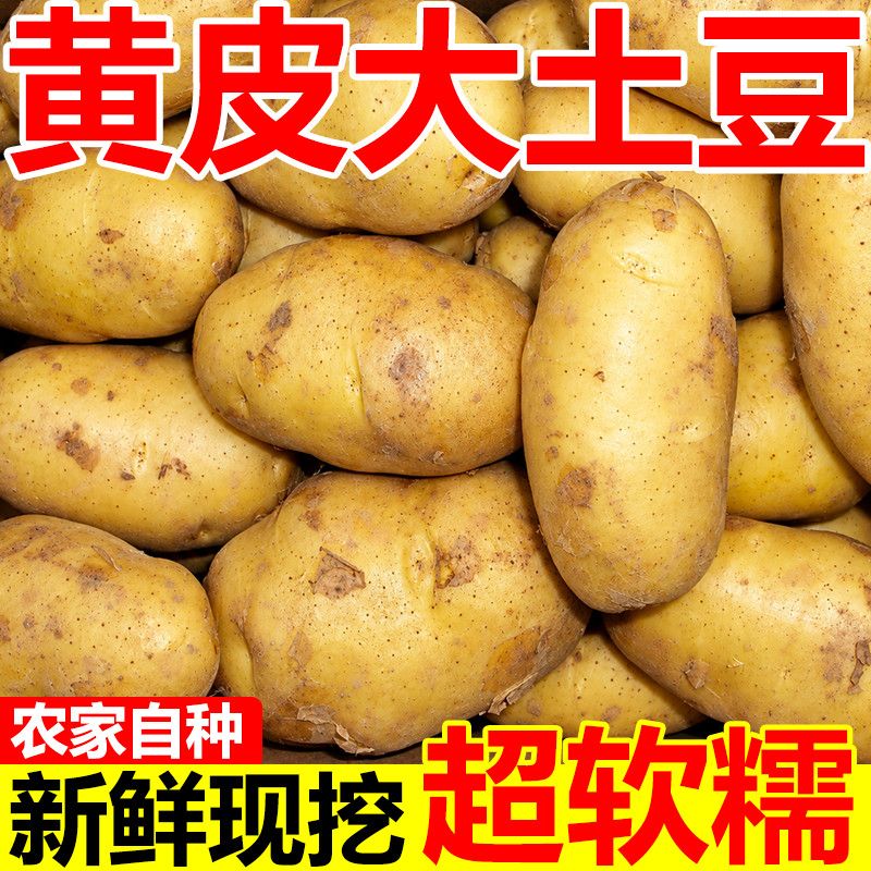 新土豆黄皮黄心新鲜沙面软糯洋芋马铃薯正宗便宜蔬菜批发热卖整箱