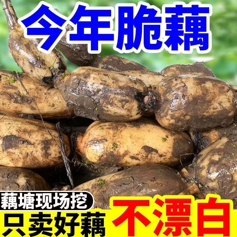 正宗莲藕新鲜脆藕应季便宜蔬菜藕嫩藕凉拌清炒火锅食材时令蔬菜