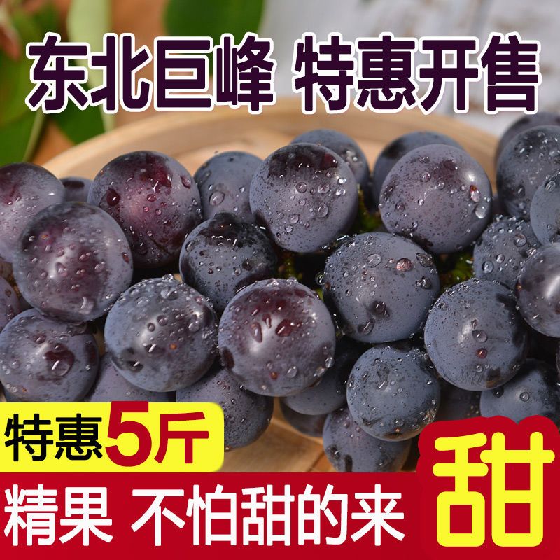 巨峰葡萄新鲜3斤/5斤东北农家大葡萄孕妇夏季水果包邮非夏黑葡萄