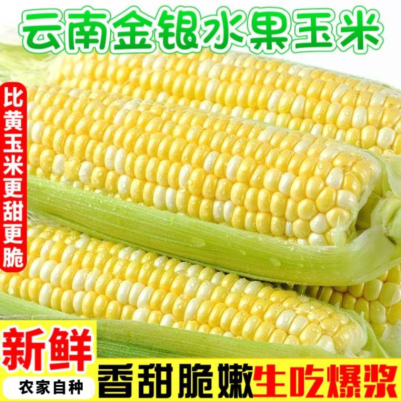 现摘金银水果玉米新鲜甜玉米开袋即食嫩玉米生吃爆浆新鲜玉米包邮