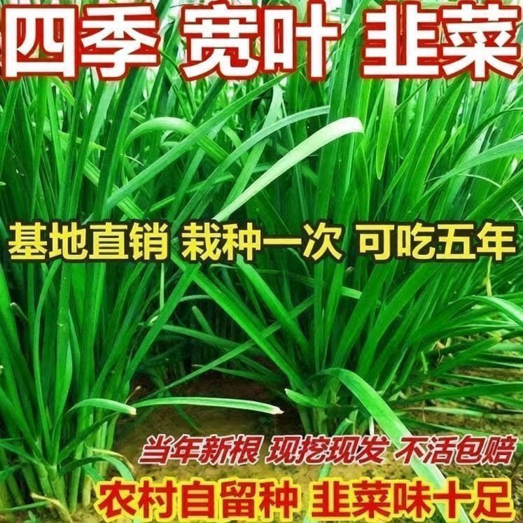 宽叶新韭菜根香韭菜根农家老品种浓香紫根韭菜根本地韭菜根四季苗