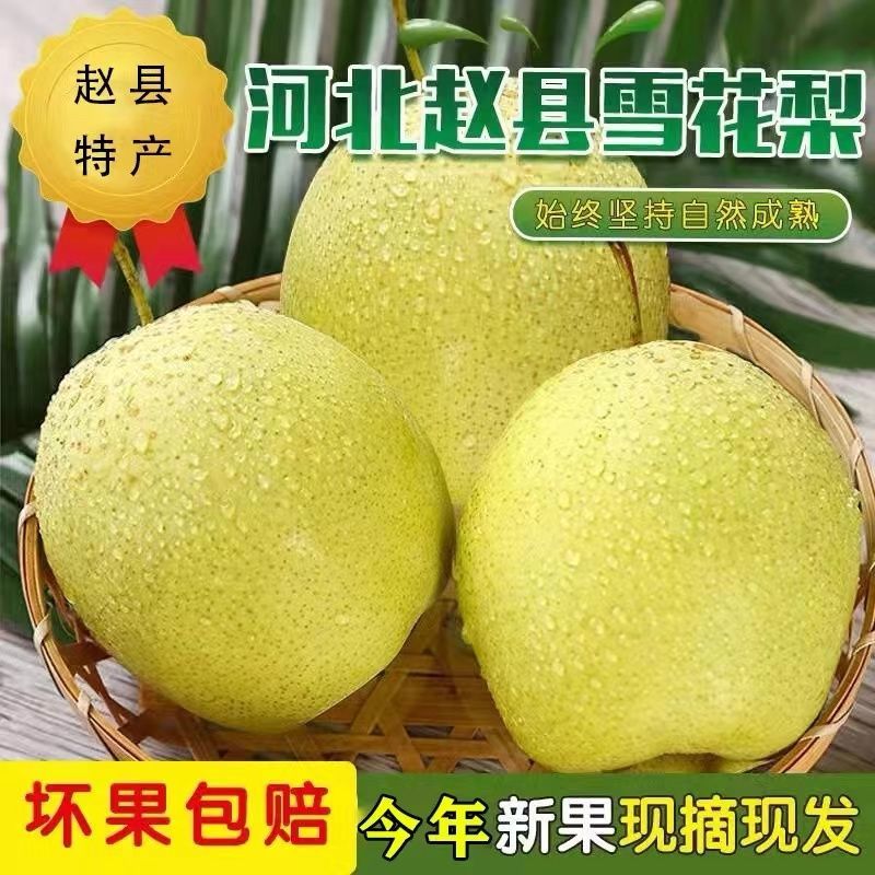 正宗河北赵县雪花梨冰糖雪梨正宗雪梨一整箱新鲜产地直发1-10斤装