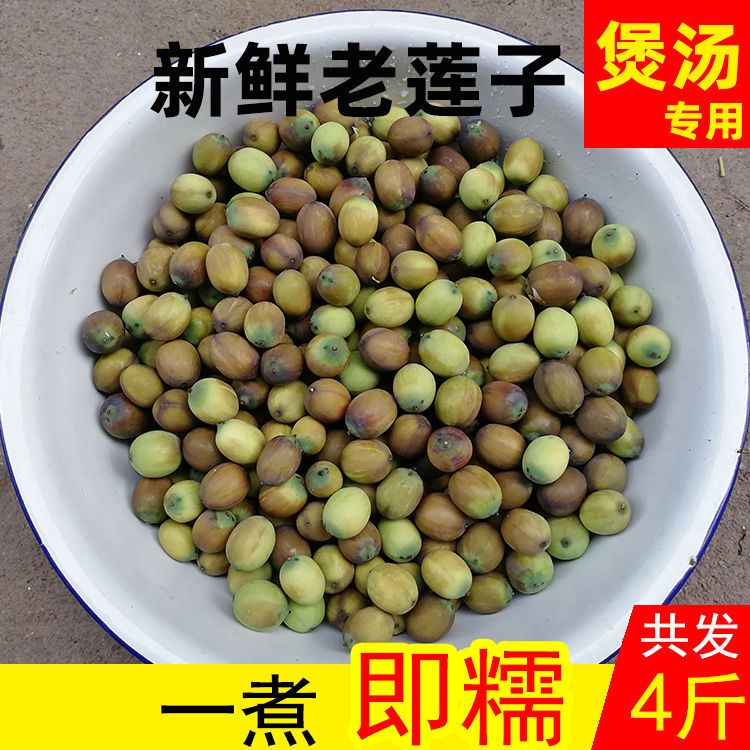 新鲜老莲子莲米带壳江西特产成熟莲子褐色莲子不带莲蓬草莲花莲