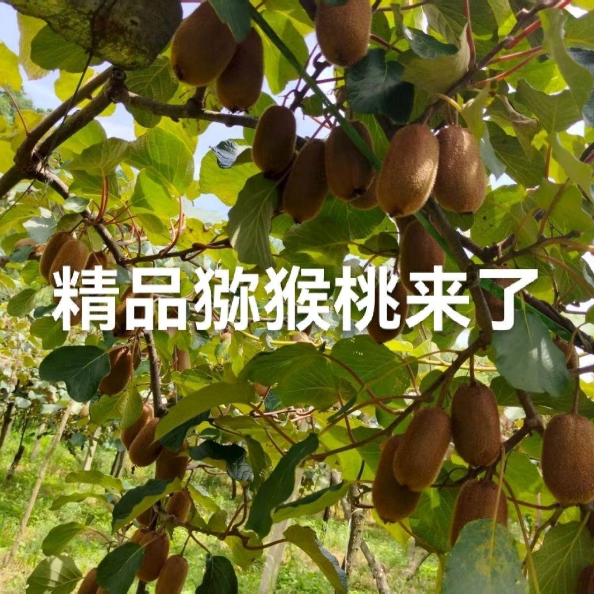 贵州正宗当季修文猕猴桃绿心新鲜采摘整箱发货软糯酸甜鲜嫩多汁