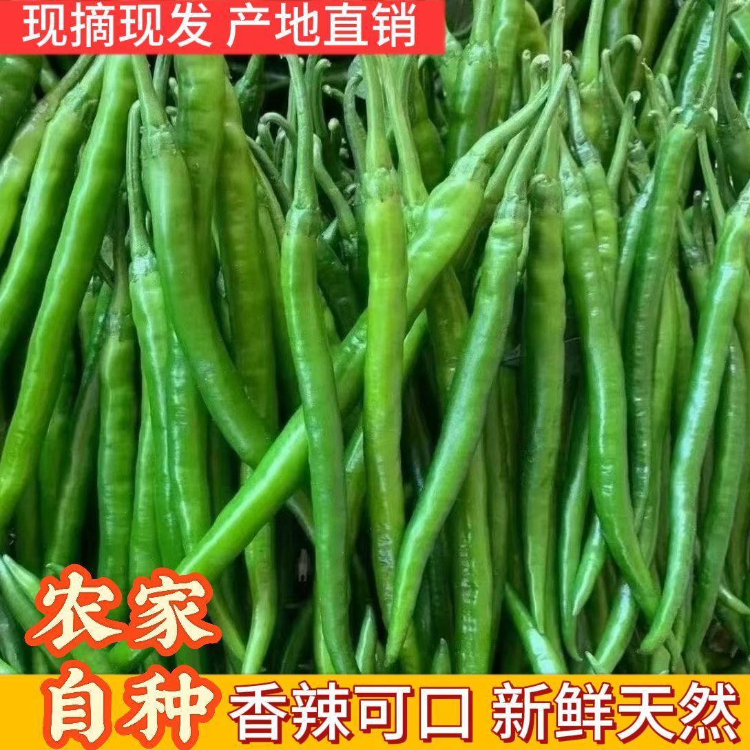 正宗新鲜线椒二荆条青线椒香辣尖椒现摘辣椒新鲜农家微辣蔬菜批发