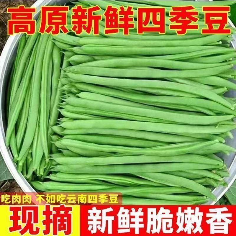 露天现摘云南四季豆新鲜应季高山蔬菜批发豆角无筋豆