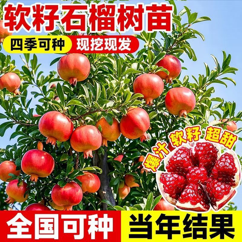【石榴批发】正宗突尼斯软籽无籽石榴树苗南北方阳台盆栽庭院种植