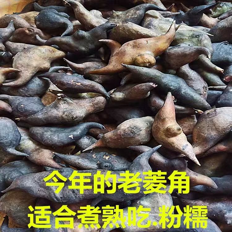 2026年当季湖北洪湖菱角新鲜老菱角生棱角菱角应季水果多规格