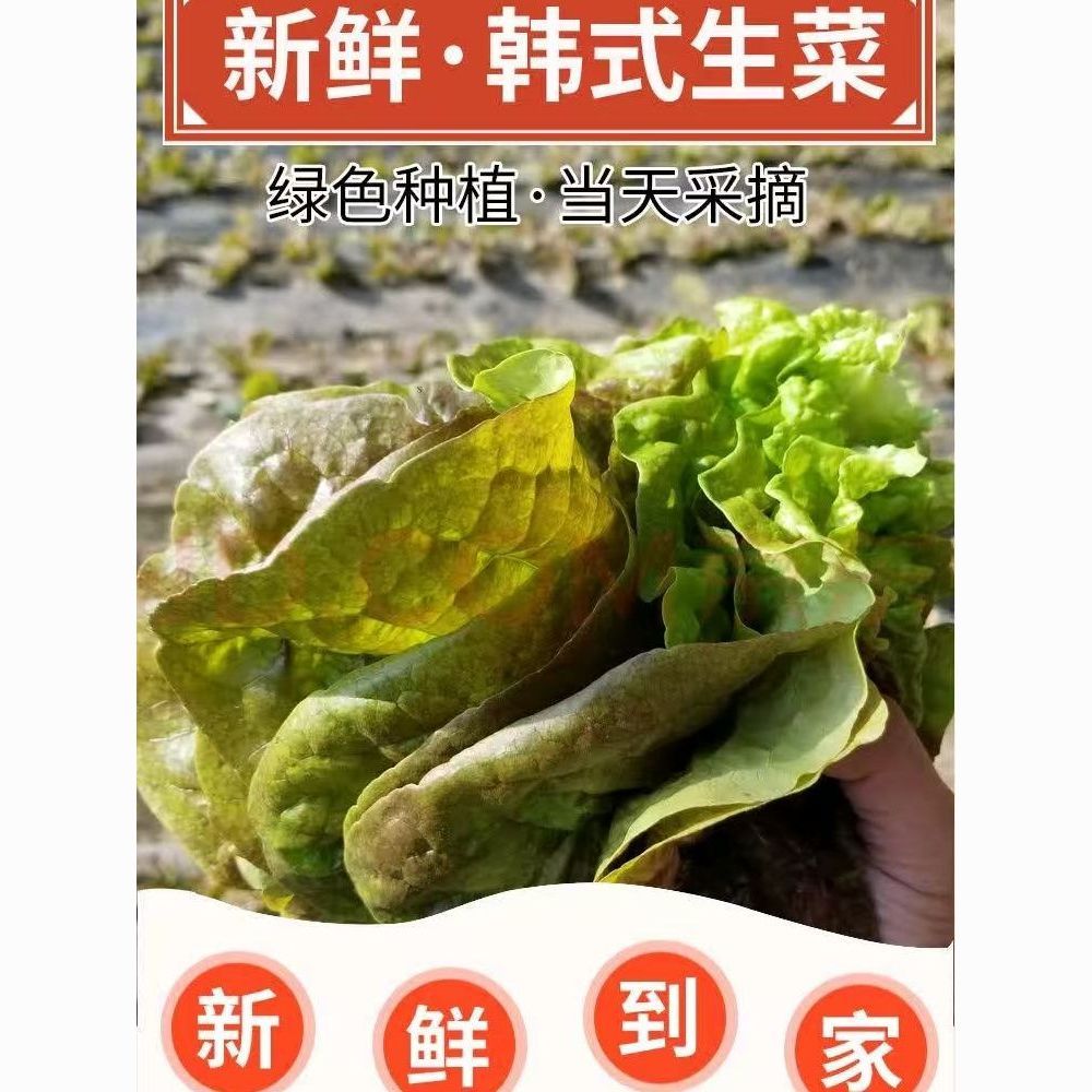 正宗新鲜韩式紫生菜当天采摘脆嫩好吃烤肉必备烤肉伴侣坏叶包赔