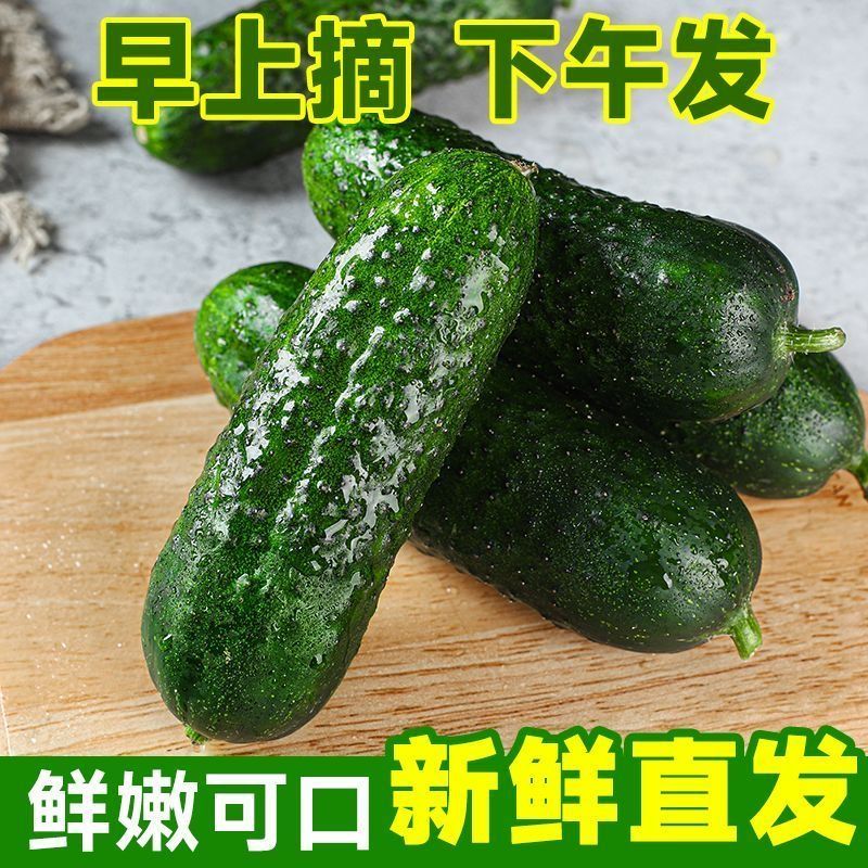 玛莎小黄瓜水果黄瓜小青瓜旱黄瓜绿色小黄瓜生吃凉拌带刺农家种植