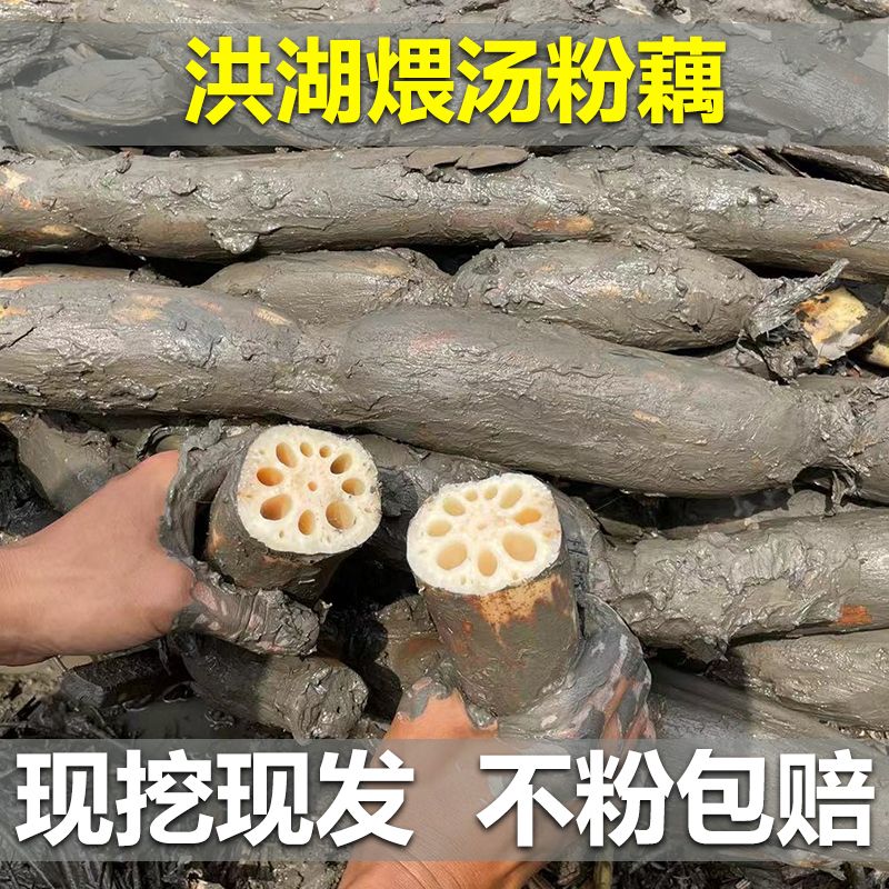 正宗洪湖莲藕当季优质粉藕粉糯新鲜现挖煲汤藕粉藕面藕糯米藕原产